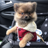 Cute Pomeranian Pup Cute Pomeranian Pup