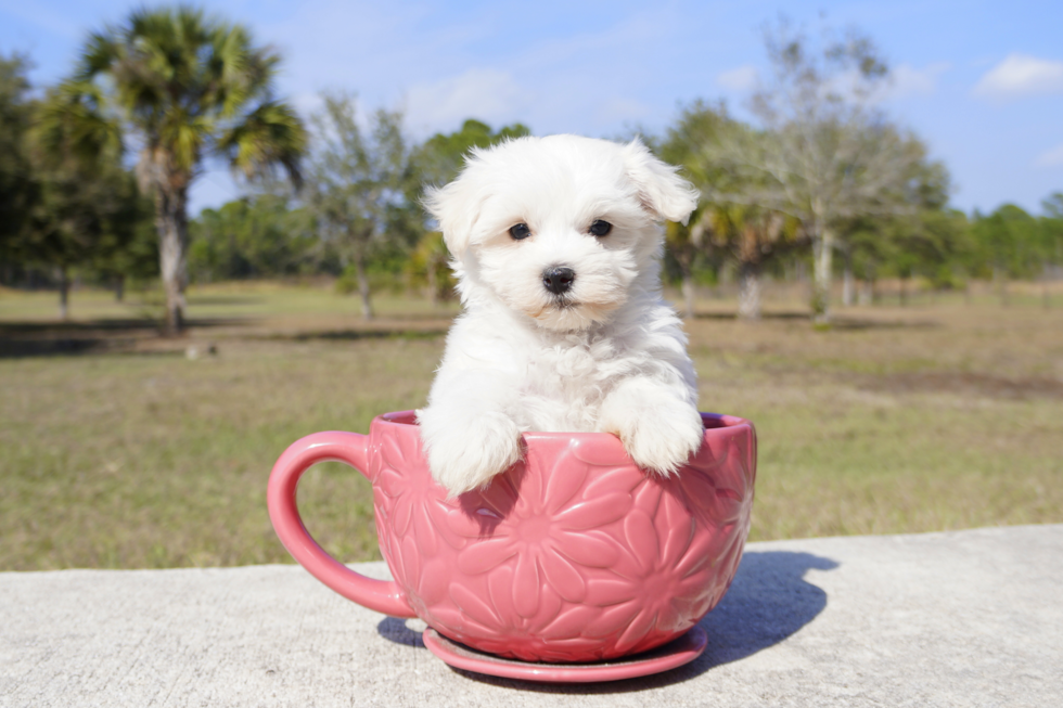 Meet Rascal  - our Maltese Puppy Photo 2/6 - Florida Fur Babies