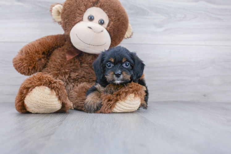 Meet Harper - our Yorkie Chon Puppy Photo 1/3 - Florida Fur Babies