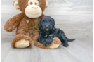 Meet Kourtney - our Mini Goldendoodle Puppy Photo 1/3 - Florida Fur Babies