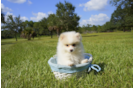 Meet Owen - our Pomeranian Puppy Photo 1/3 - Florida Fur Babies