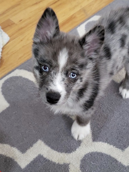 Blue merle 2024 pomsky for sale