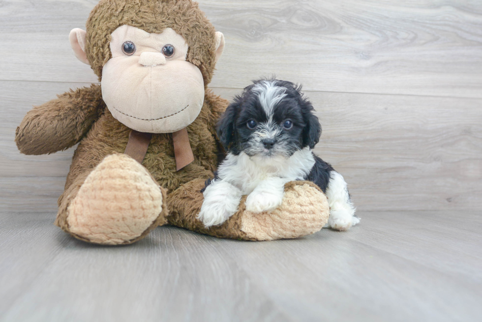Meet Toby - our Shih Poo Puppy Photo 2/3 - Florida Fur Babies