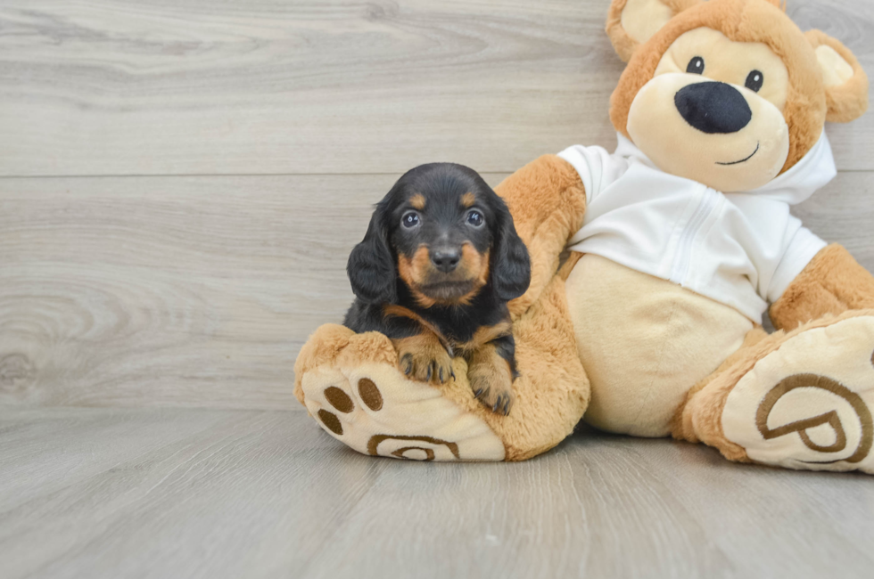 5 week old Dachshund Puppy For Sale - Florida Fur Babies