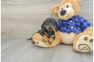 Dachshund Puppy for Adoption