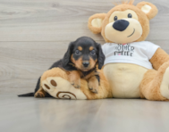 5 week old Dachshund Puppy For Sale - Florida Fur Babies