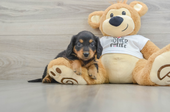 Cute Dachshund Purebred Pup