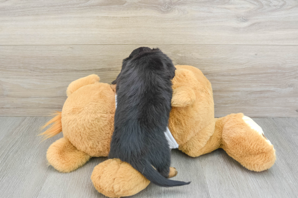 Dachshund Pup Being Cute