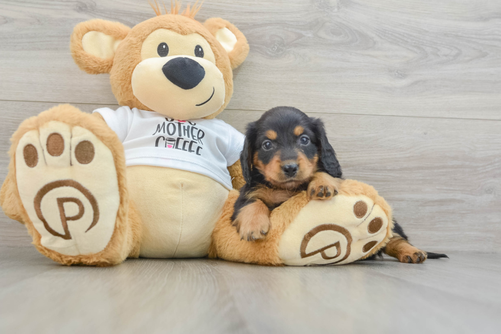 Cute Dachshund Purebred Pup