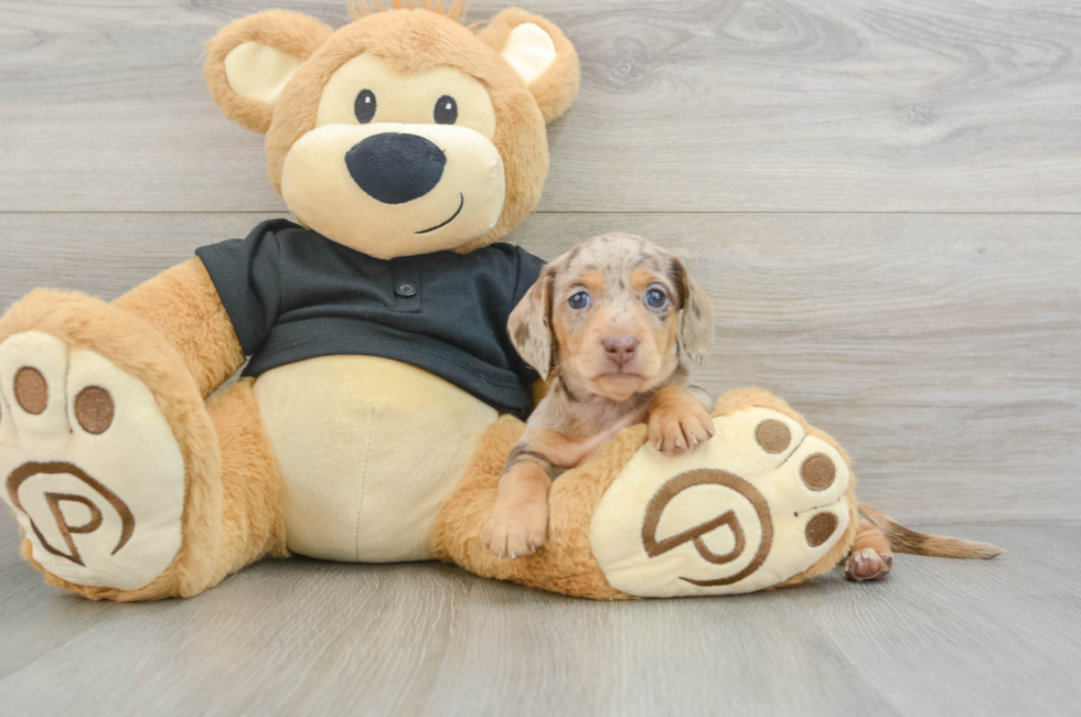 5 week old Dachshund Puppy For Sale - Florida Fur Babies