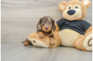 Cute Dachshund Baby