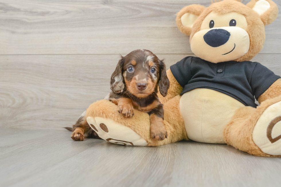 Cute Dachshund Baby