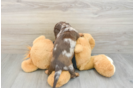 Cute Dachshund Purebred Pup