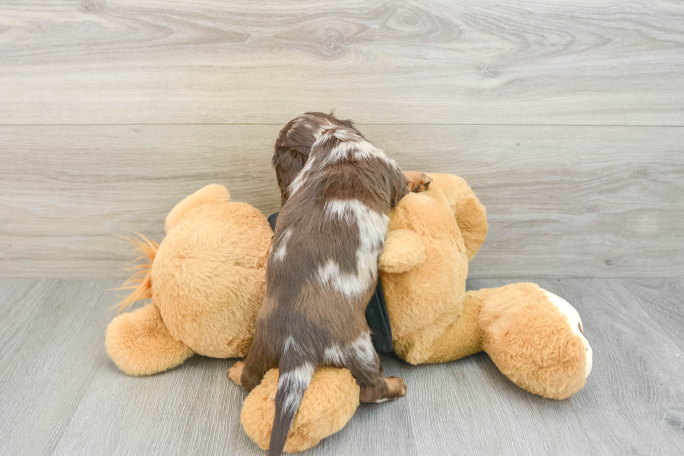 Cute Dachshund Purebred Pup