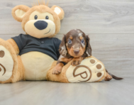5 week old Dachshund Puppy For Sale - Florida Fur Babies