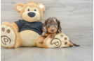 Cute Dachshund Purebred Pup