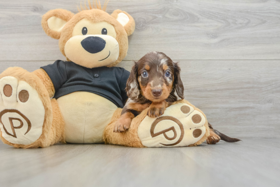 Cute Dachshund Purebred Pup