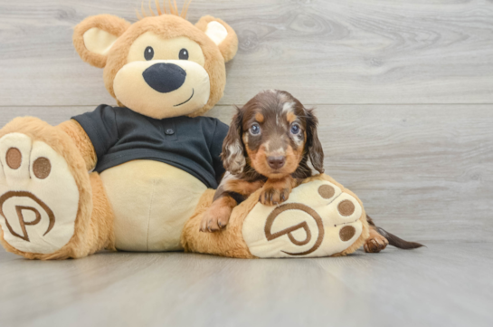 Cute Dachshund Purebred Pup