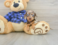 7 week old Dachshund Puppy For Sale - Florida Fur Babies