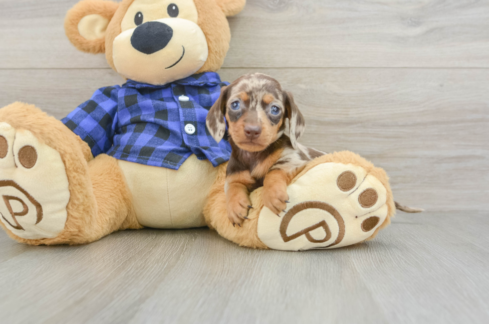 7 week old Dachshund Puppy For Sale - Florida Fur Babies