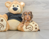 5 week old Dachshund Puppy For Sale - Florida Fur Babies