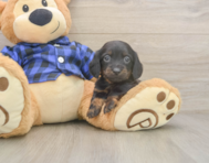 5 week old Dachshund Puppy For Sale - Florida Fur Babies