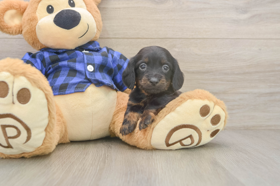 5 week old Dachshund Puppy For Sale - Florida Fur Babies