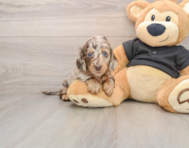 5 week old Dachshund Puppy For Sale - Florida Fur Babies