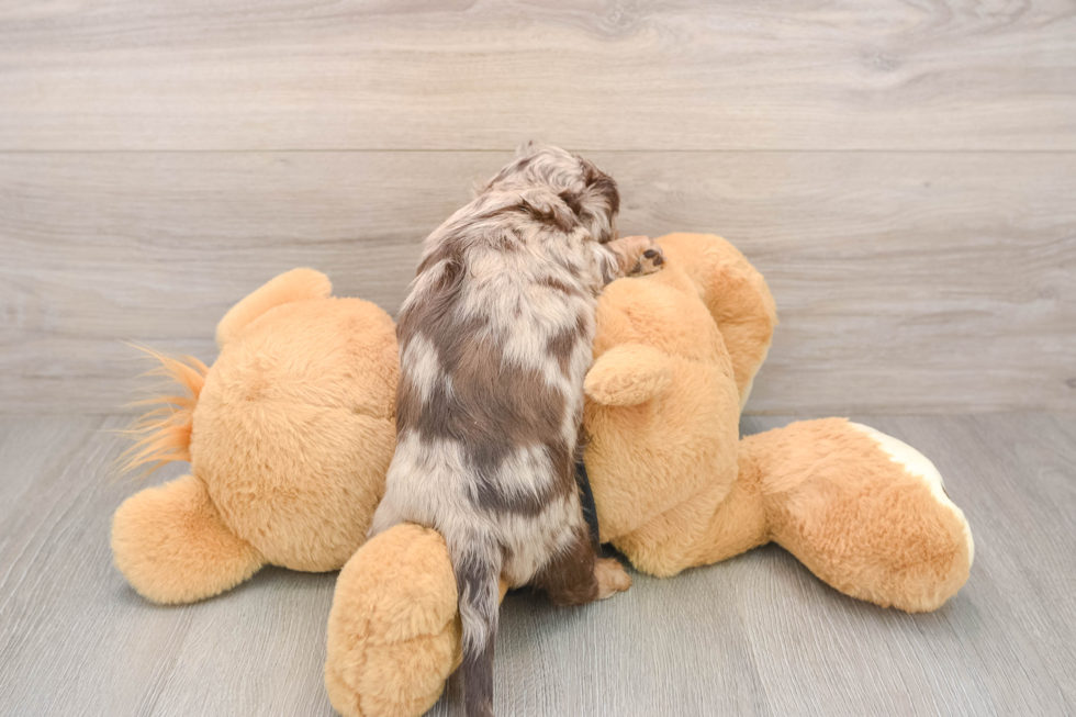 Dachshund Pup Being Cute