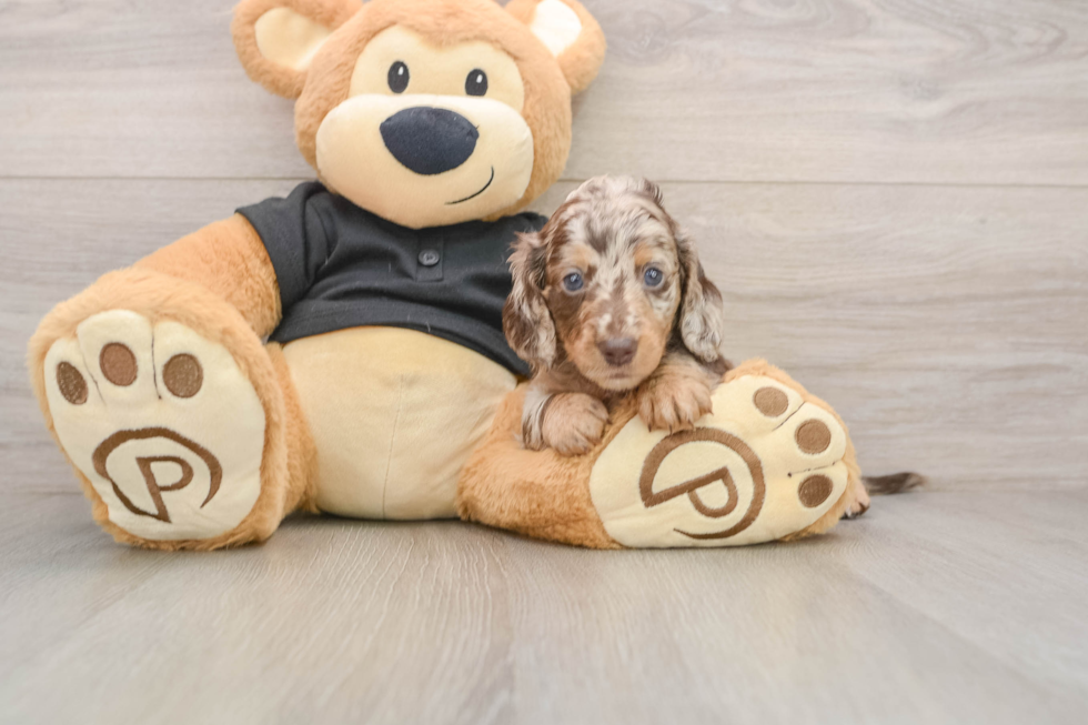 Cute Dachshund Purebred Pup