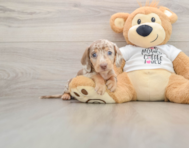 5 week old Dachshund Puppy For Sale - Florida Fur Babies