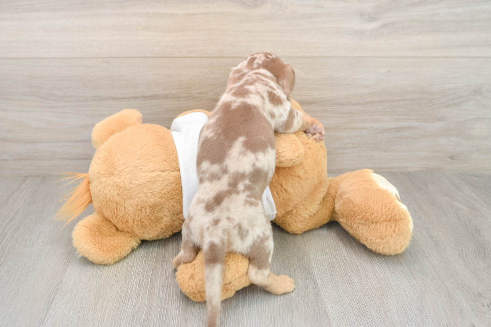 Dachshund Puppy for Adoption