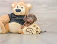 5 week old Dachshund Puppy For Sale - Florida Fur Babies