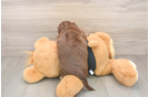 Cute Doxie Purebred Puppy