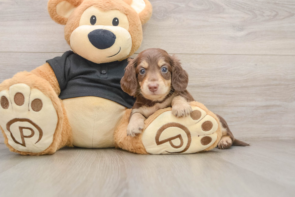 Dachshund Pup Being Cute