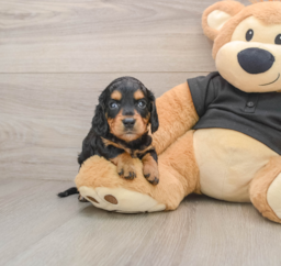 5 week old Dachshund Puppy For Sale - Florida Fur Babies