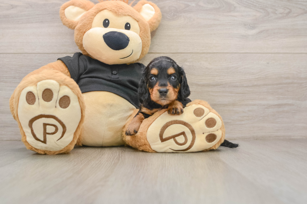 Best Dachshund Baby