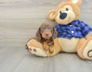 5 week old Dachshund Puppy For Sale - Florida Fur Babies