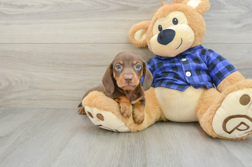 6 week old Dachshund Puppy For Sale - Florida Fur Babies