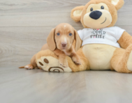 5 week old Dachshund Puppy For Sale - Florida Fur Babies