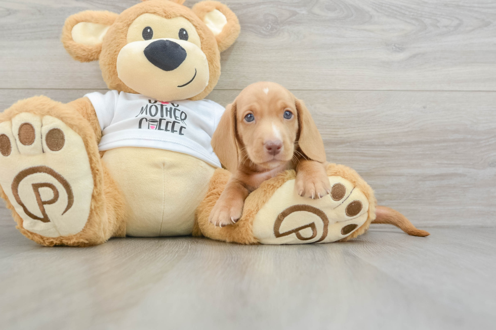 Dachshund Pup Being Cute