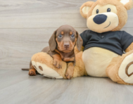 5 week old Dachshund Puppy For Sale - Florida Fur Babies
