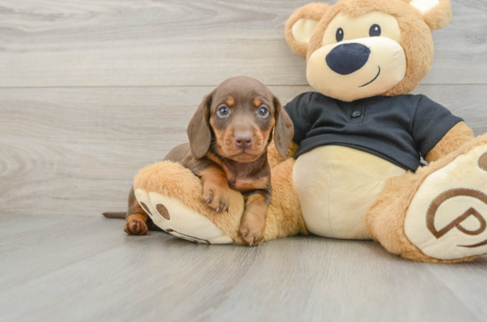 Cute Dachshund Baby
