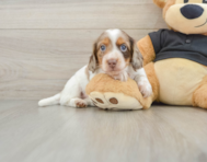 5 week old Dachshund Puppy For Sale - Florida Fur Babies