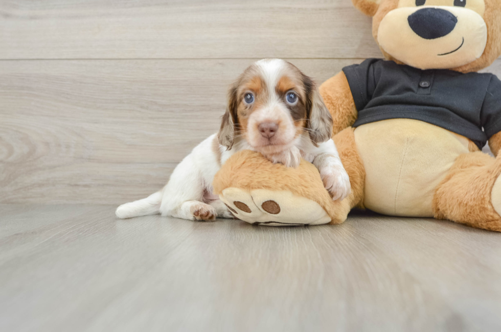 6 week old Dachshund Puppy For Sale - Florida Fur Babies