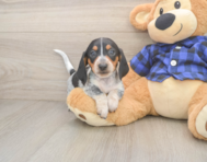 5 week old Dachshund Puppy For Sale - Florida Fur Babies