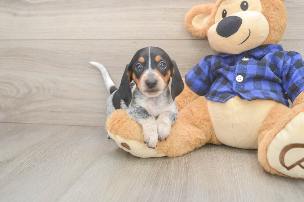 5 week old Dachshund Puppy For Sale - Florida Fur Babies
