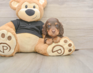 6 week old Dachshund Puppy For Sale - Florida Fur Babies