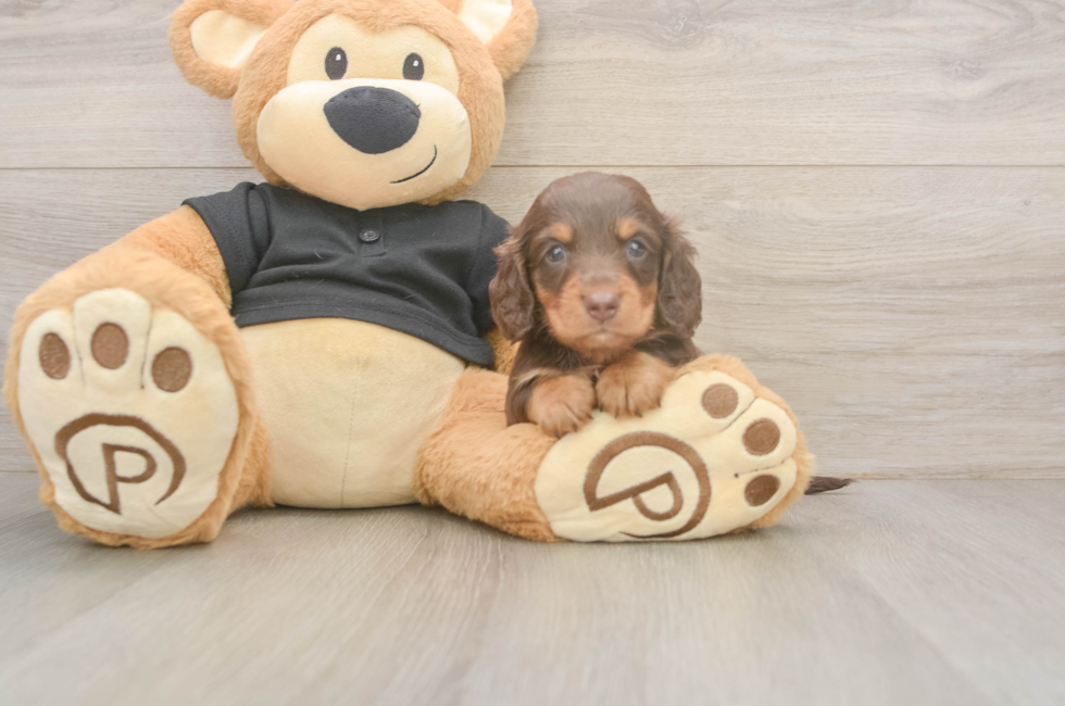 5 week old Dachshund Puppy For Sale - Florida Fur Babies