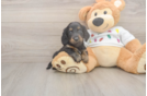Cute Dachshund Purebred Pup